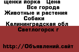 щенки йорка › Цена ­ 15 000 - Все города Животные и растения » Собаки   . Калининградская обл.,Светлогорск г.